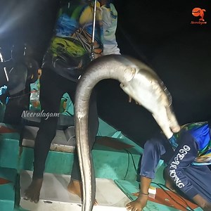 9M views · 27K reactions | We Caught Eel Fish, Mangrove Jack & Guitar Fish in the Deep Sea | Neerulagam | Facebook