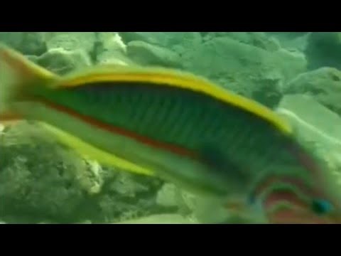 Did You Know You Could See Tropical Fish Like This in the Aegean Sea?