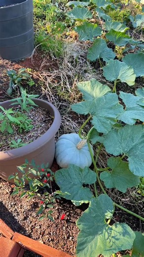 Pumpkin harvest - 🥰 #homegrown #growyourownfood #pumpkin #dinner #fblifestyle #growyourowndecor #gardentoplate #gardenharvest #foodforest | DIY HomeGarden