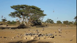 Cape turtle doves (Streptopelia capicola) gathering at a waterhole, Kalahari desert, South Africa