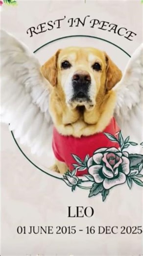 miss you Leo😭😭😢😢 #sad #song #Leo #death #missyou #hearttouching