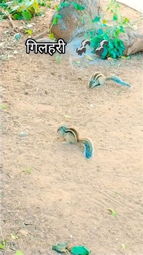 गांव की सुबह ❤️🌍#gilharivideo #village #shorts