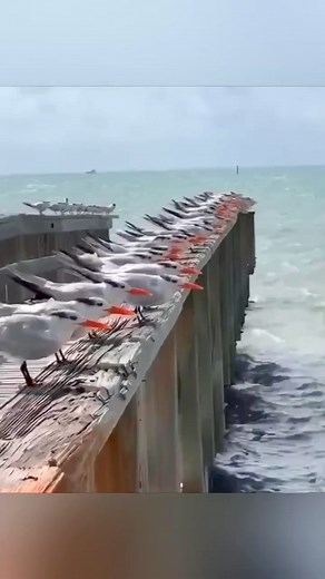 51 reactions | Ready for deployment . | Fuad A Yusuf | Facebook