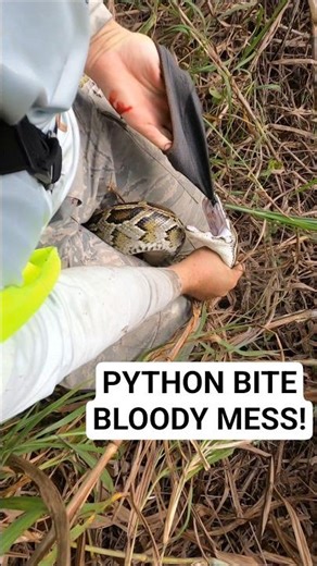 PYTHON BITE! #python #snake #wildlife #florida #nature