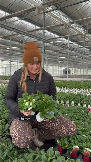 Let's Talk Primrose (Primula)!