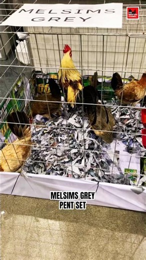 MELSIMS GREY PENT SET #MelsimsGreyPent#GamefowlBloodline#EliteGamefowlPerformance