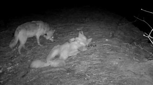 110K views · 1K reactions | Playing with your food may be considered...