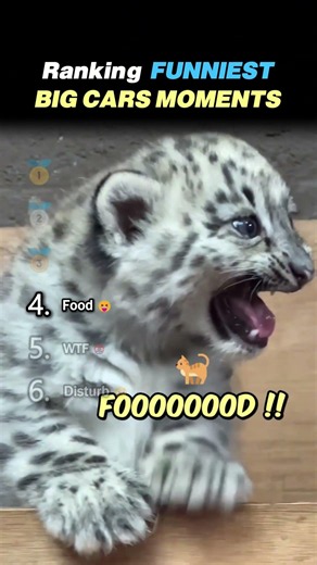 Ranking FUNNIEST BIG CAT MOMENTS Core Moments!! 🦁😂