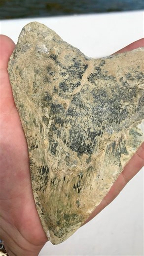 Giant Meg tooth found on an eroding cliff here by @vertesfossils (Instagram) because this area was underwater and an ocean during the time of Megalodons. This shark would've been around 50 feet long! #SHRKco #Megalodon #sharktoothjewelry #linkinbio #fossil #ancient #sharks #shark #coastal #cliffs #cliff #ocean | SHRKco