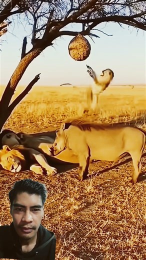 don't blink 😳 #shorts#reaction#greenscreen#wildlifemoment#funny#momentReactiOn-33#animals