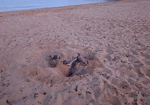 Loggerhead turtle nest discovered at Ramla tal-Mixquqa