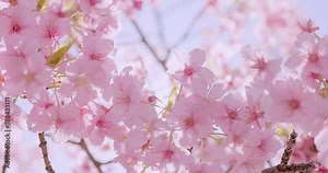ピンク色が綺麗な満開の桜の花 Stock Video | Adobe Stock