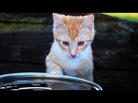 How to Calm Down a Kitten - Calming a Kitten Down