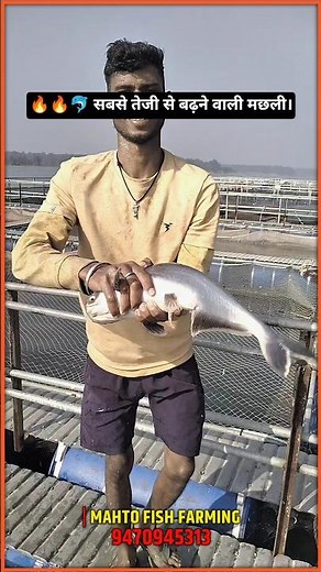 🐬💸सबसे तेजी से बढ़ने वाली मछली । 1700 पंगास मछली पालन ।। जिसका Size 1 Kg से 1.5 तक कि हो चुकी हैं ।।