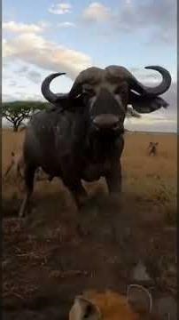 Crittercam: Hyena Pack vs. Cape Buffalo 💥🌍#HyenaPOV