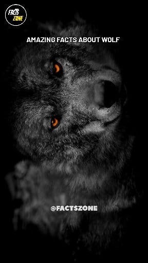 14K views · 748 reactions | Amazing facts about Wolf (भेड़िया)।  #science #sciencefacts #space #spacefacts #facts #interestingfacts #foryou #fyp #reelitfeelit #viralvideos #viralreels #instagramfeed #wolf #wolffacts #amazingfacts #animals #dailyfacts #fbpost2024 #viralreelsfb #viralfacts #fbreels #viralpage #waheguruji | FACTS ZONE | Facebook