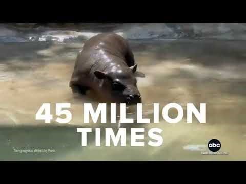 Baby Pygmy Hippo at Kansas Zoo Refuses to Leave the Pool but Can't Ignore Mom’s Stare