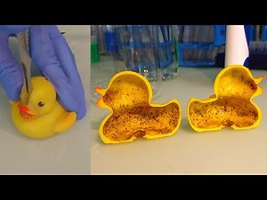 See the Gross Bacteria Lurking in Your Rubber Ducky