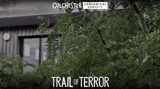 11K views · 36 reactions | This Halloween, get ready to face your fears along a 1.5 mile route plus a train ride you won’t want to remember! Look out for clowns, zombies and creatures from the swamps of New Orleans, all put together by our CZS in-house team!. There are several Safe Zones located along the route but be warned… this event is not for scaredy cats! Tickets are selling fast so be sure to pre-book online in advance today  https://ow.ly/NZwe50X1k0U | Colchester Zoo | Facebook