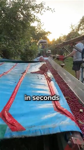 How Orchards Harvest Fruit