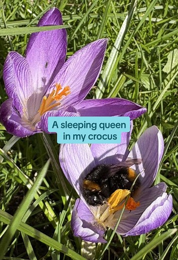 Drunk Bee Delights in Crocuses: A Garden Joy
