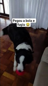 Cachorro super inteligente, #animais #pets #adotivo #doglove #shorts