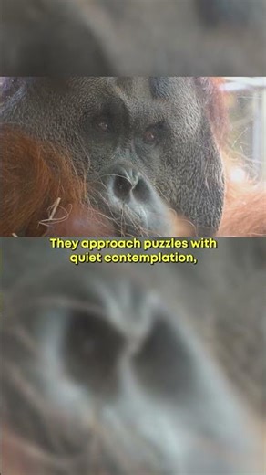 Top 10 Smartest Animals #4 – Orangutans The Forest Engineers 🦧