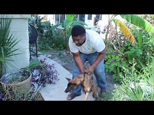 Vanguard k9; Dutch Shepherd Puppy protection Training