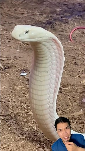 Successfully raised albino king cobra #snake #cobra #kingcobra