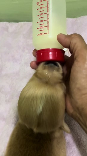 Heady: A Hydrocephalus Golden Retriever Puppy's Brave Journey