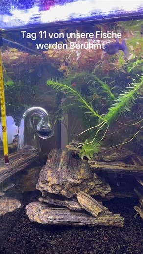 11 Types of Famous Aquarium Fish