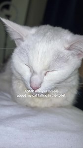 Cat Fell in Toilet? ASMR Whisper Ramble & Update