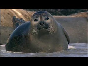 (Doku) Wildes Ostfriesland - Expeditionen ins Tierreich