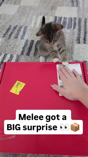 Unboxing Delectables Surprise for Melee the Kitten