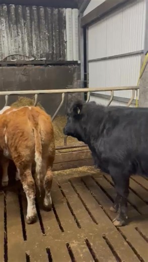 Five super heifers for sale tomorrow. Not everyday you get ones like these 👌👌 All AI bred, weaned and eating meal. Online bidding on Martbids | Donegal Livestock Mart