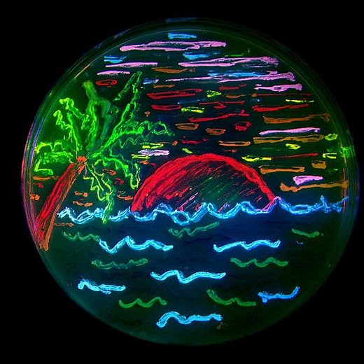 Définition | GFP : qu'est-ce que c'est ? | Futura santé