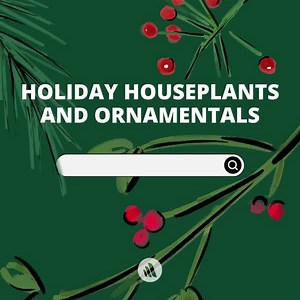 83 reactions · 36 shares | Which of these holiday plants is MOST lethal in cats and dogs? Watch to test your knowledge, then click to refresh your memory in time for the holiday season: https://mrkmnls.co/3TRO4zc. | The Merck Veterinary Manual | Facebook