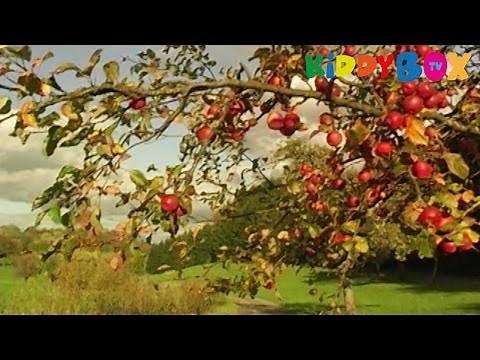 Vivaldi - VIER JAHRESZEITEN - Herbst / Autumn