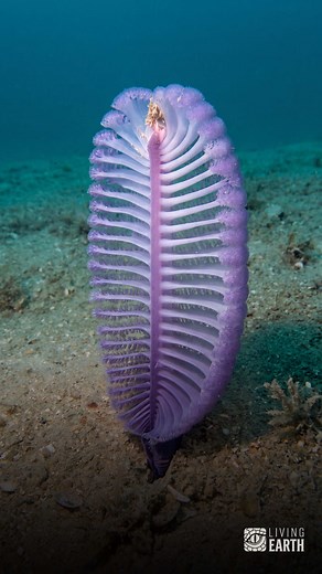Sea Pen Facts: Why the Sea Pen Is Not a Plant