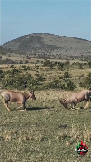 Two Antelopes Clash While a Zebra Grazes in the Savanna