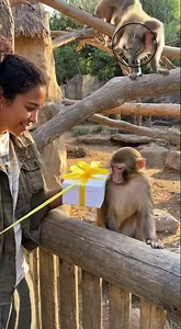 Monkey’s Jealous Reaction Goes Too Far 😳🐒🔥 #monkeyreaction #zooshort #animalmoments