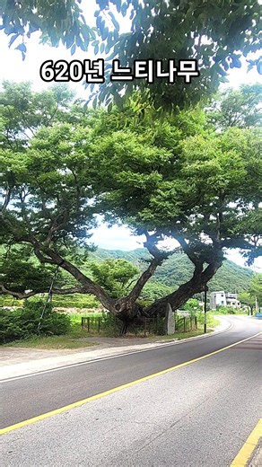 [풍경]칠곡 성곡리 620년 느티나무🌳