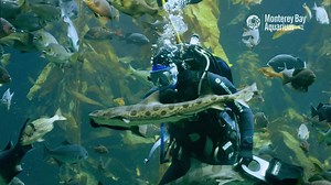 153K views · 5.8K reactions | It takes a village—and a good number of divers—to care for the aquatic life at the Aquarium. Dive into the Kelp Forest feeding show and find out what it takes to bring the dishes to the fishes! | Monterey Bay Aquarium | Facebook