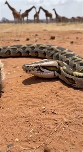 A Not So Tasty Experience Python Meets Its Waterloo Before Hedgehog