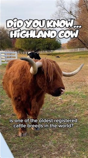 Did you know this fluffy beauty is one of the oldest registered cattle breeds in the world?