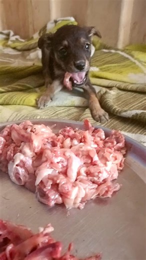 😭 Dramatic Rescue Saved Dying Puppy Found on the Street 🐶💔 Emotional Rescue #shorts