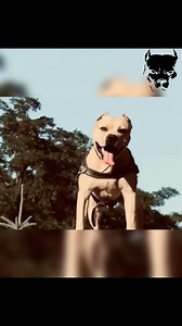 One of the most beautiful climbing dogs I have ever seen treet 🇷🇺🐊🔥#bropit #americanpitbullterrier #apbt #ukc #adba #pitbull #sportingukc #workingdog #workingbulldogs #sportingdog #sportingpitbull #americanpitbullterrieritalia #pit #pitbulllife #pitbulllove #pitbulltradicional #americandogsbreedersassociation #dogfamily #doglover #dogslife #mydog #gamedog #gamebreed #bulldog #fyp #pitbullasia #pitbullindonesia #pitbullmanado | King pitbull