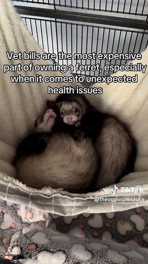 The True Cost of Owning Ferrets: A Detailed Breakdown