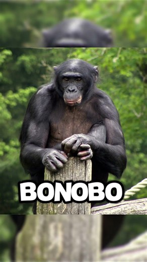 ANIMALS THAT HAVE HUMAN FACES... 😰🐒