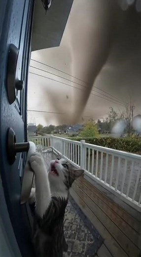 Nature’s Fury Meets a Helpless Cat — Will It Survive? 😿